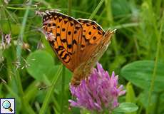 Großer Perlmutterfalter (Dark Green Fritillary, Argynnis aglaja)