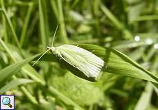 Grüner Eichenwickler (Green Oak Tortrix, Tortrix viridana)