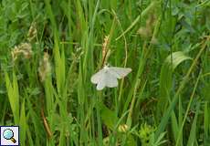Hartheu-Spanner (Black-veined Moth, Siona lineata)