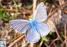 Männlicher Hauhechel-Bläuling (Common Blue, Polyommatus icarus)