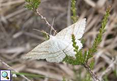Weiblicher Heide-Streifenspanner (Grass Wave, Perconia strigillaria)