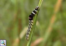 Raupe von Helcystogramma lutatella oder Helcystogramma rufescens