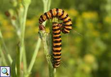 Raupe des Jakobskrautbärs (Cinnabar Moth, Tyria jacobaeae)