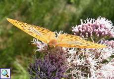 Männlicher Kaisermantel (Silver-washed Fritillary, Argynnis paphia)