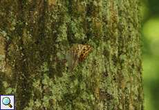 Weiblicher Kaisermantel (Silver-washed Fritillary, Argynnis paphia) bei der Eiablage