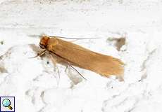 Kleidermotte (Common Clothes Moth, Tineola bisselliella)