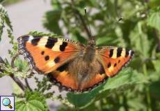 Kleiner Fuchs (Small Tortoiseshell, Aglais urticae)