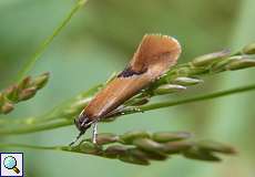 Kleiner Ginsterrindenfalter (Lesser Tawny Crescent, Batia lunaris)