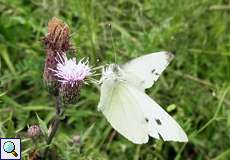 Kleiner Kohlweißling (Small White, Pieris rapae)