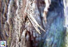 Raupensack eines Kleinen Rauch-Sackträgers (Psyche casta)