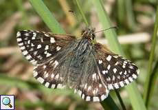 Kleiner Würfel-Dickkopffalter (Grizzled Skipper, Pyrgus malvae)