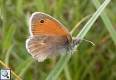 Kleines Wiesenvögelchen (Small Heath, Coenonympha pamphilus)