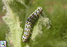 Raupe des Königskerzen-Mönchs (Mullein Moth, Shargacucullia verbasci)