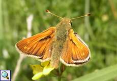Komma-Dickkopffalter (Silver-spotted Skipper, Hesperia comma)