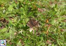 Kronwicken-Dickkopffalter (Dingy Skipper, Erynnis tages)