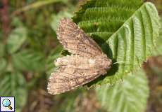 Lehmfarbige Graswurzeleule (Flounced Rustic, Luperina testacea)