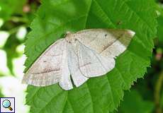 Moorwald-Adlerfarnspanner (Brown Silver-line, Petrophora chlorosata)