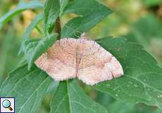 Ockergelber Blattspanner (Yellow Shell, Camptogramma bilineata)