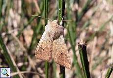 Kleine Kätzcheneule (Small Quaker, Orthosia cruda)