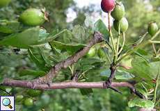 Raupe des Pappel-Dickleibspanners (Oak Beauty, Biston strataria)