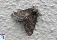 Pappelauen-Zahnspinner (Dusky Marbled Brown, Gluphisia crenata)