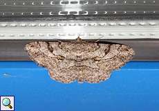 Rauten-Rindenspanner (Willow Beauty, Peribatodes rhomboidaria)