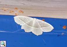 Perlglanzspanner (Light Emerald, Campaea margaritata)