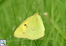 Männlicher Postillon (Clouded Yellow, Colias croceus)