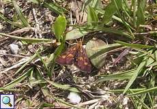 Purpurroter Zünsler (Pyrausta purpuralis)