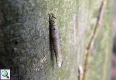 Larvenröhrensack eines Röhren-Sackträgers (Large Birch Brigh, Taleporia tubulosa)