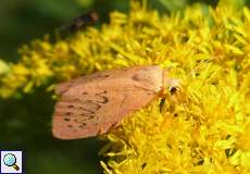 Rosen-Flechtenbärchen (Rosy Footman, Miltochrista miniata)