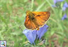 Rostfarbiger Dickkopffalter (Large Skipper, Ochlodes sylvanus)