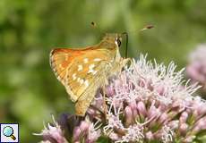 Rostfarbiger Dickkopffalter (Large Skipper, Ochlodes sylvanus)