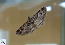 Rotgebänderter Blütenspanner (Double-striped Pug, Gymnoscelis rufifasciata)