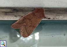 Rundflügel-Kätzcheneule (Common Quaker, Orthosia cerasi)