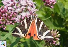 Russischer Bär (Jersey Tiger, Euplagia quadripunctaria)