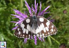 Schachbrett (Marbled White, Melanargia galathea)