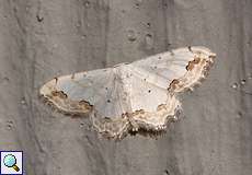 Schmuck-Kleinspanner (Lace Border, Scopula ornata)