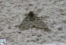 Männlicher Schneespanner (Pale Brindled Beauty, Phigalia pilosaria)