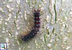 Raupe des Schwammspinners (Gypsy Moth, Lymantria dispar)