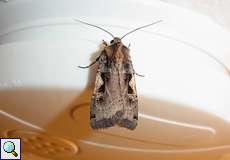 Schwarzes C (Setaceous Hebrew Character, Xestia c-nigrum)