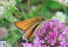 Schwarzkolbiger Braundickkopffalter (European Skipper, Thymelicus lineola)