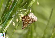 Seerosenzünsler (Brown China Mark, Elophila nymphaeata)