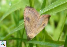 Seideneulchen (Straw Dot, Rivula sericealis)