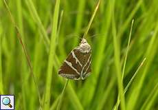 Silbereulchen (Silver Barred, Deltote bankiana)