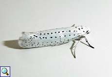 Traubenkirschen-Gespinstmotte (Bird-cherry Ermine, Yponomeuta evonymella)