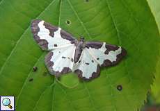 Vogelschmeiß-Spanner (Clouded Border, Lomaspilis marginata)