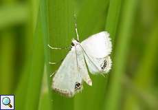 Männlicher Wasserlinsenzünsler (Small China-mark, Cataclysta lemnata)