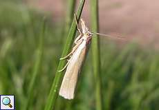 Weißer Graszünsler (Grass Veneer, Crambus perlella)