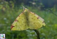 Zitronenspanner (Brimstone Moth, Opisthograptis luteolata)